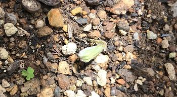 夕顔の種植えた