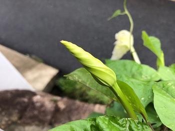 台風に耐えた夕顔が開花
