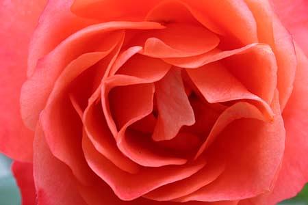 バラ園を少しぶらり