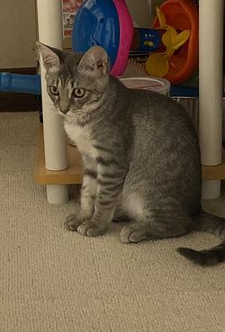 キャビィの成長