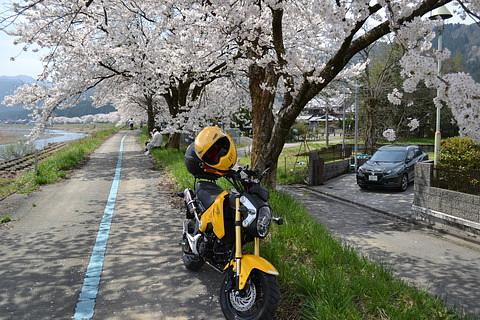 朽木の桜