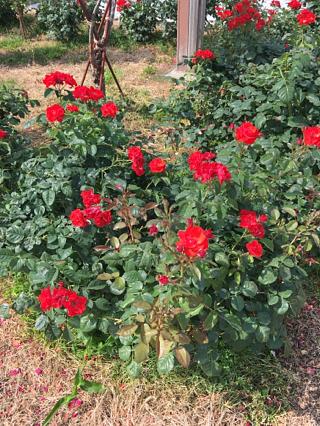 毎年行ってますが…