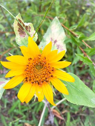 遅ればせながら…