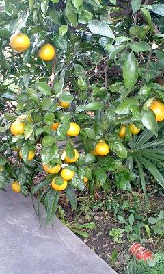 みかんの木