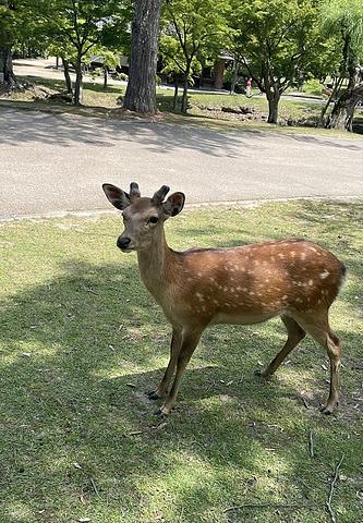 奈良公園の鹿