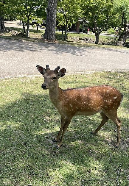 奈良公園の鹿