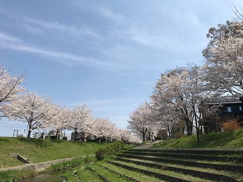 今日は桜が満開です