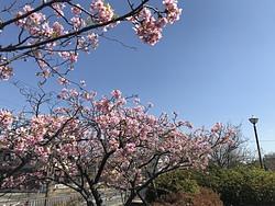 郵便局の前の桜