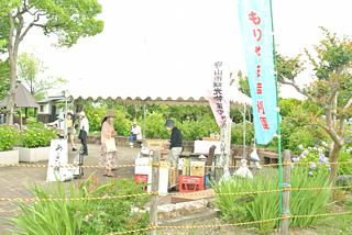 紫陽花が咲き始めました