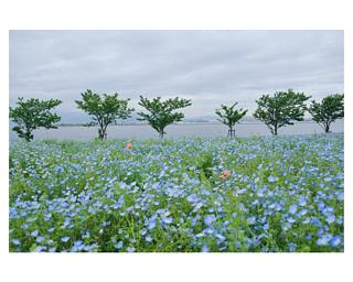 ネモフィラブルー