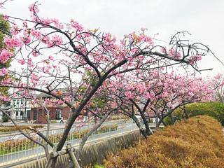 郵便局の前の桜