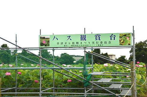 ハスの花が見頃です