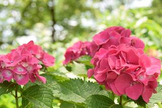 もりやま芦刈園に行ってきました