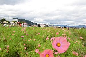 亀岡・夢コスモス園に行ってきました