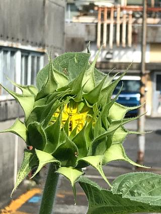 事務所のひまわり