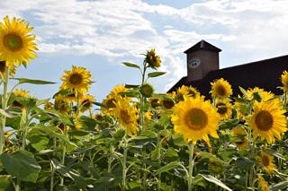 ひまわり畑