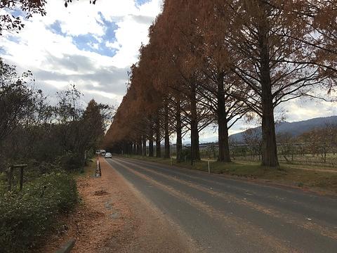 メタセコイア並木