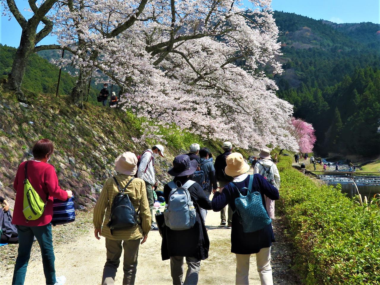 2023年4月3日クラス活動「春の鍋家邸訪問と土山散策、お花見」