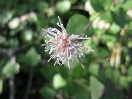 湖北に咲くコウヤボウキ