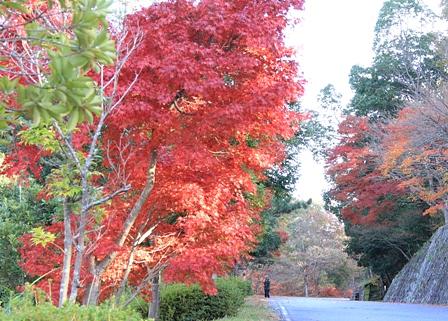 紅葉の希望が丘