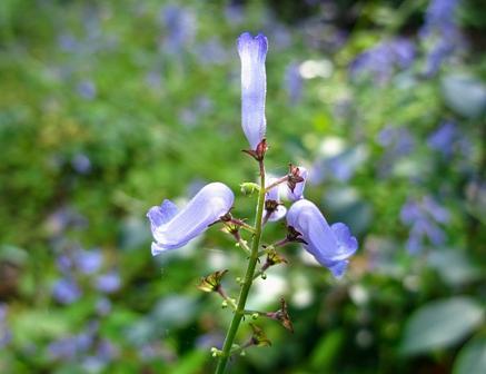 希望が丘の山野草アキチョウジ