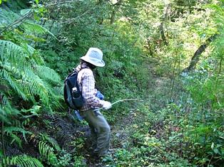 ワレモコウの話