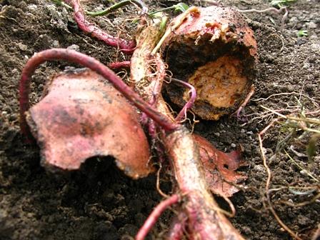 野鼠に喰われたサツマイモ