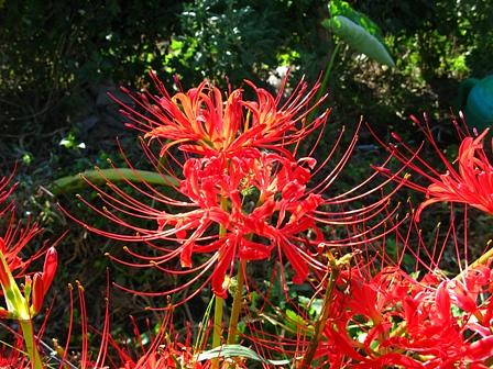 ヒガン花の山頭火