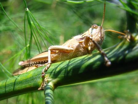 四季を感じたイナゴ