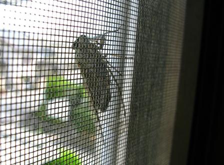 金網戸に掴まったツクツクボウシ