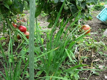 美味しいトマト作りニラと混稙