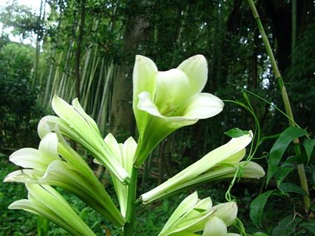 竹林に咲く「ウバユリ」