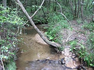 鏡山山麓のシライトソウ
