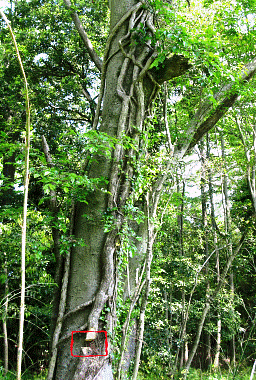 野洲川河辺林のツタに絡まれたケヤキ