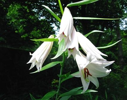 希望が丘５輪のささゆり