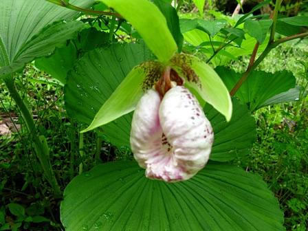 奥伊吹山のクマガイソウ