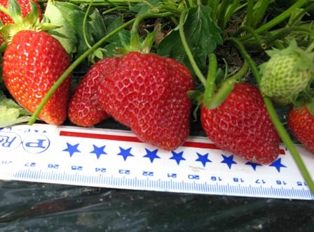 大粒イチゴつくりの挑戦