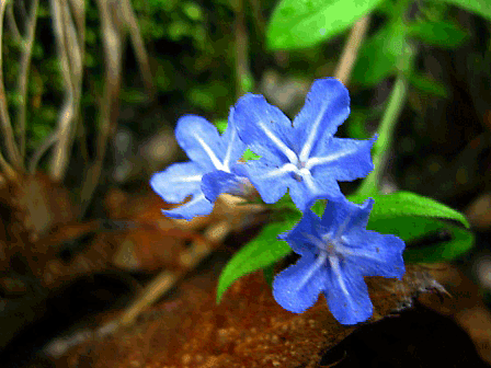 伊吹山麓のほたるかずら