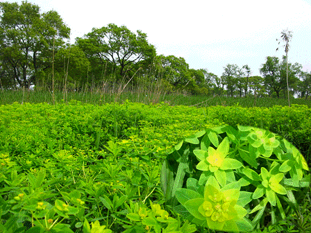 高島湖畔の新緑ノウルシ