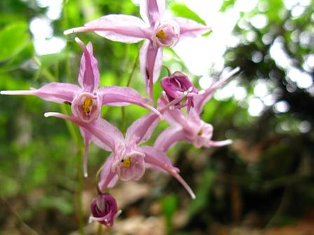 イカリソウが咲く七七頭ガ山