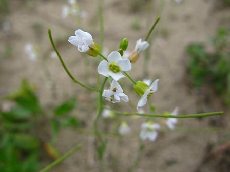 ビワコマイアミランドの絶滅危惧植物タチスズシロソウ