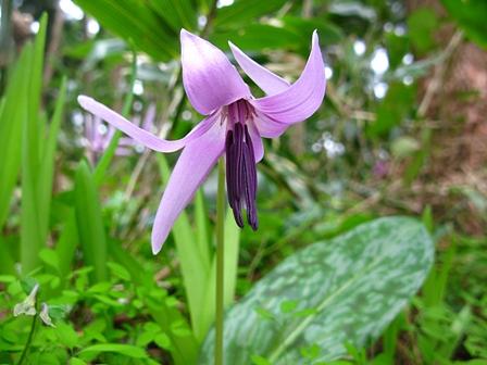 カタクリの花と今庄（藤倉山）