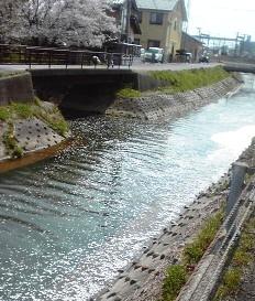 清水の桜（しょうずのさくら）