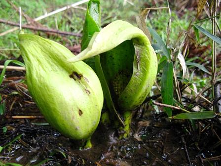 黄緑色の座禅草