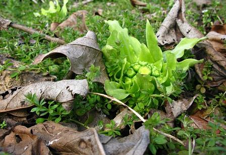 昔の自分に出会えるフキノトウ