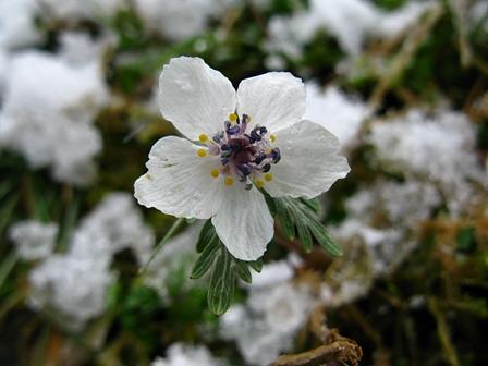 甲津畑町春の妖精セツブン草