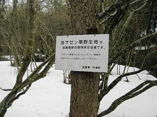 今津の座禅草まつり