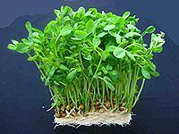 冬の季節の豆苗