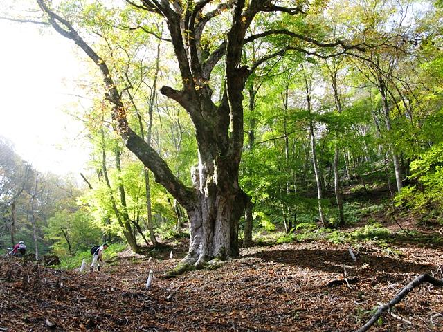 県下最大トチの木探訪