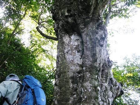 ブナ林の大黒山
